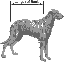 How to measure your dog