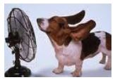 Dog Ears